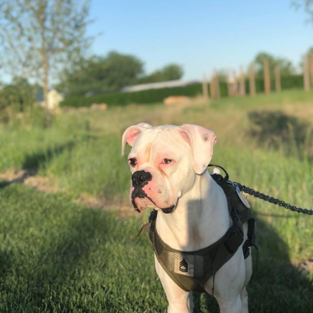 Meet your Posher, Cesar